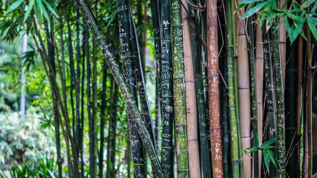 bamboo, plant, nature-142635.jpg